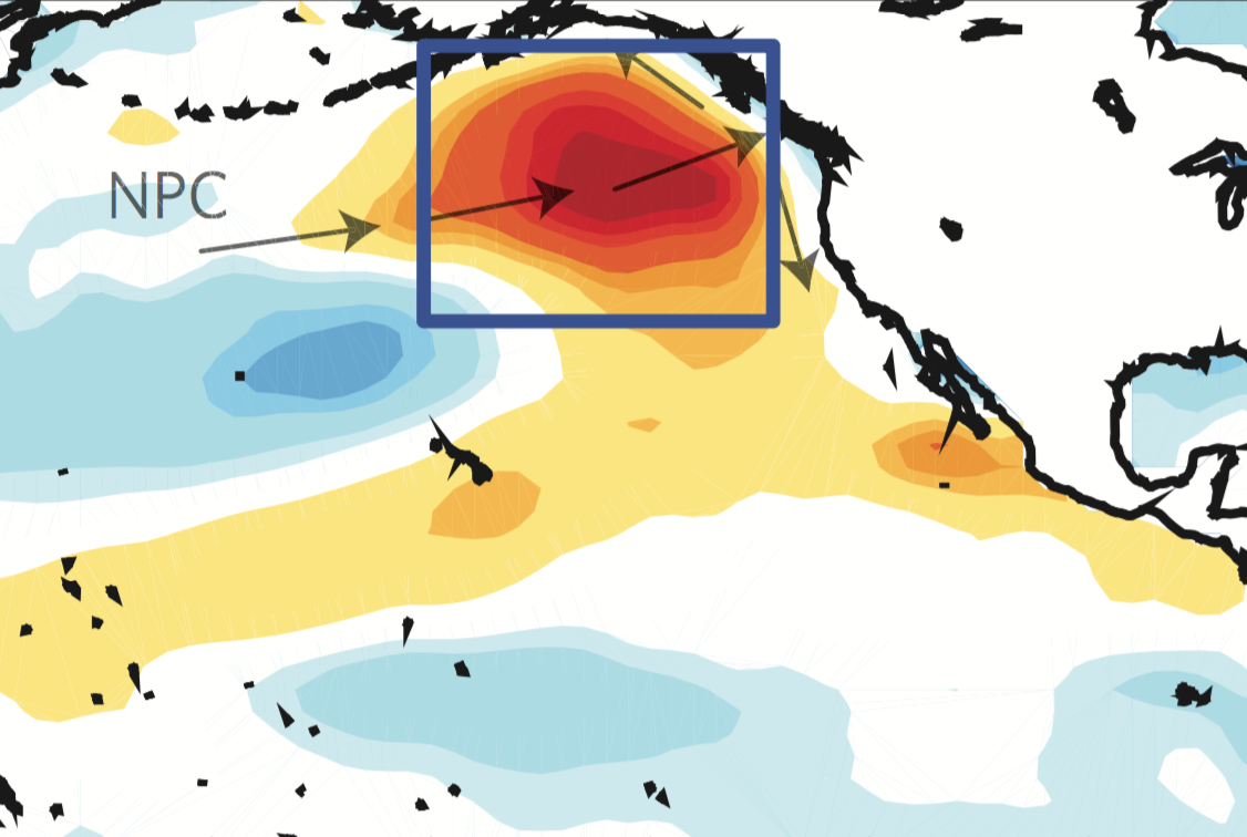 The position and direction of the North Pacific Current (NPC) and the North Pacific Ocean heatwave.